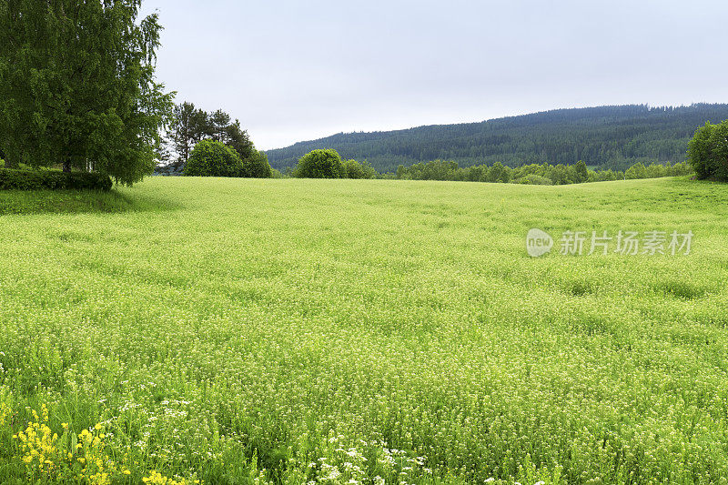 瑞典Halsingland的乡村景观，有一片正在生长的亚麻地