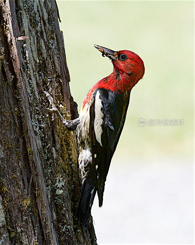 Red-breasted吸汁啄木鸟