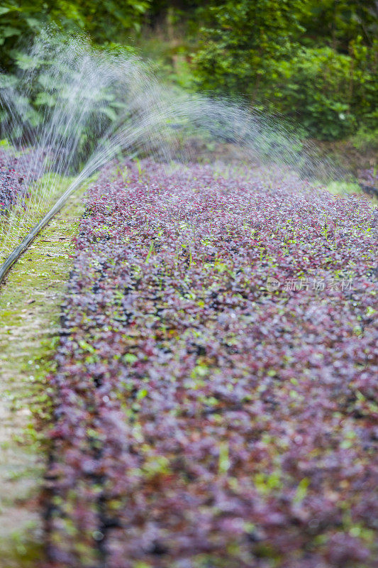 用喷水器浇灌草地