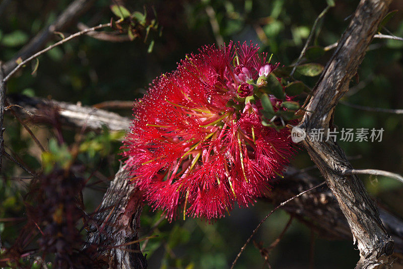 红花植物特写