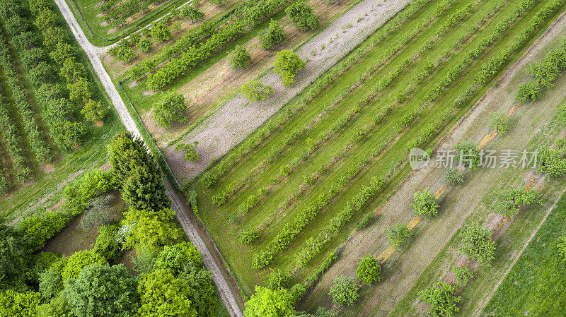 德国莱茵高果树种植园鸟瞰图