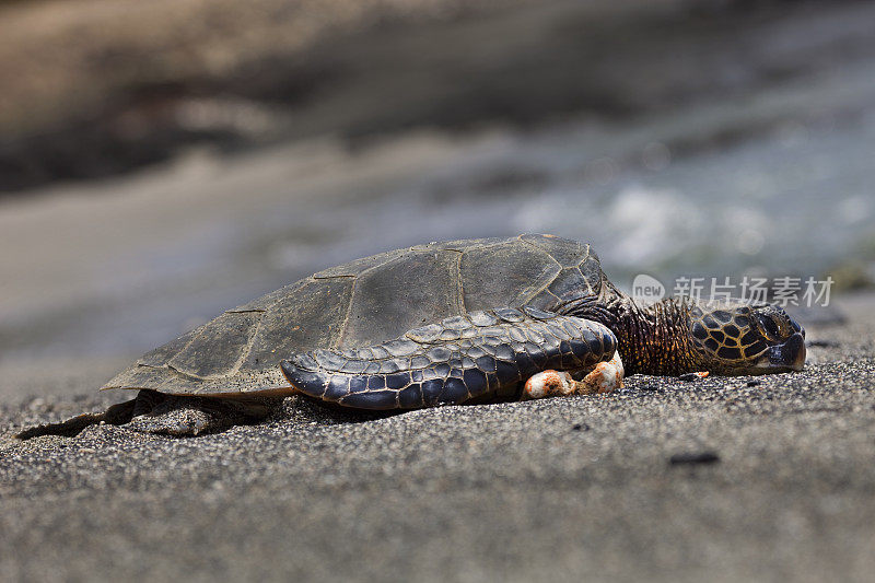 夏威夷绿海龟在黑色沙滩上休息