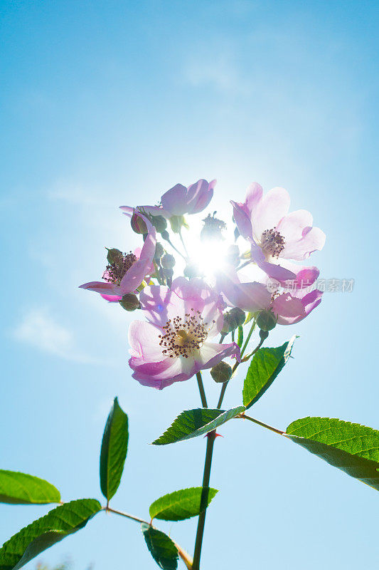 天空中粉红的玫瑰