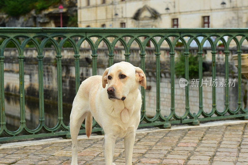 拉布拉多寻回犬