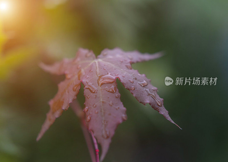 带雨滴的叶子