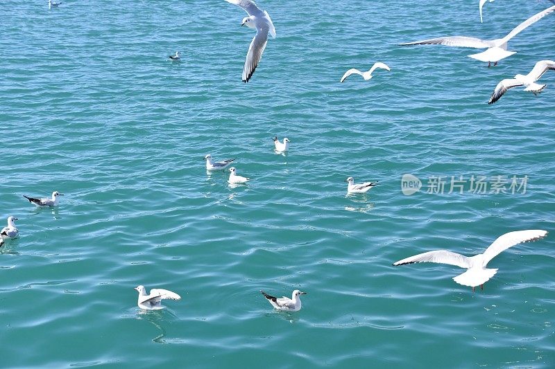 海鸥飞过大海