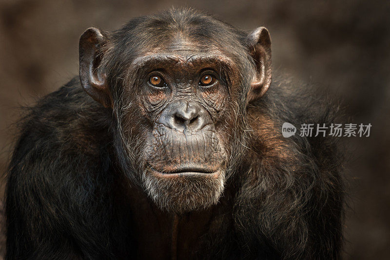 雄性黑猩猩的肖像