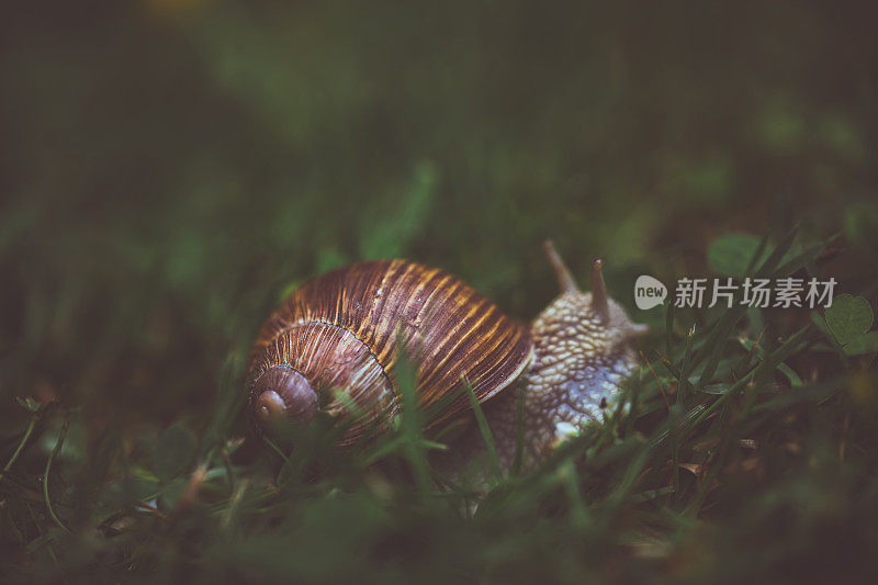 绿草里的勃艮第蜗牛