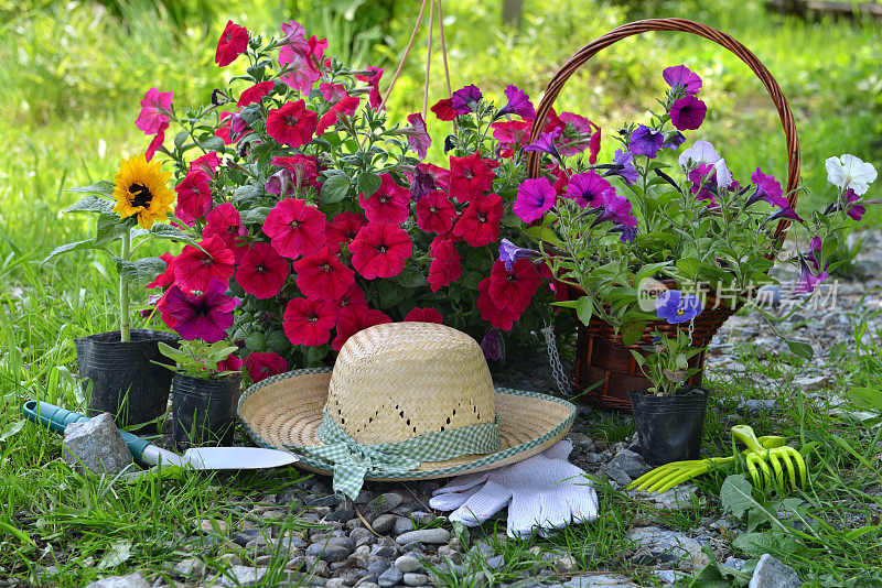 美丽的夏季背景与鲜花，园艺工具和草帽