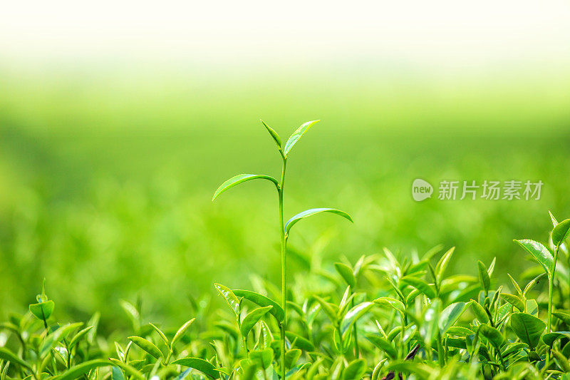 绿茶芽和新鲜的叶子