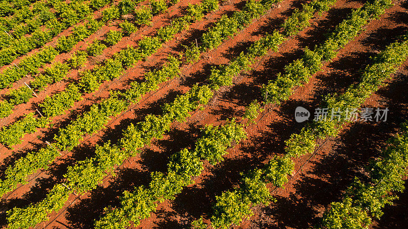 5月葡萄牙阿尔加维桔子树种植园鸟瞰图