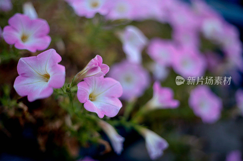 房子前面的小花园，前院。