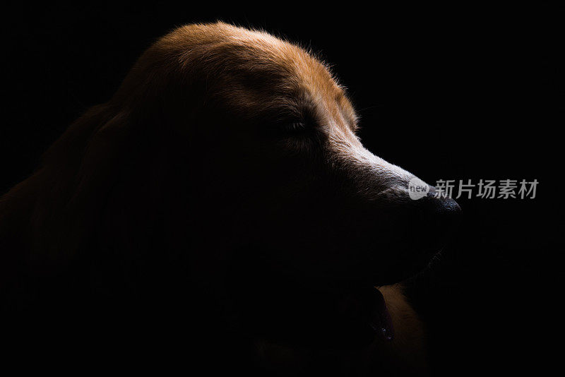 狗的金毛寻回犬