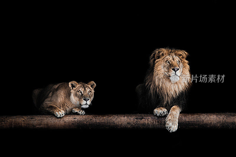 狮子和母狮，美丽的狮子肖像，黑暗中的狮子