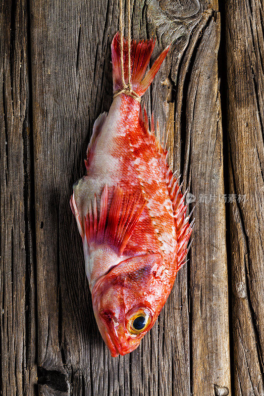 鲜红的蝎子鱼挂在木墙上