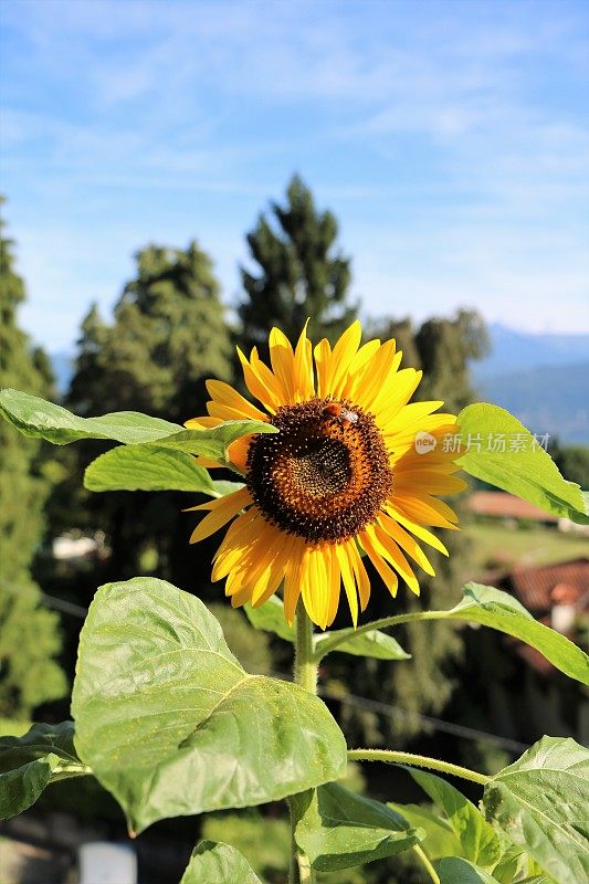 意大利马焦雷湖夏日的向日葵和大黄蜂