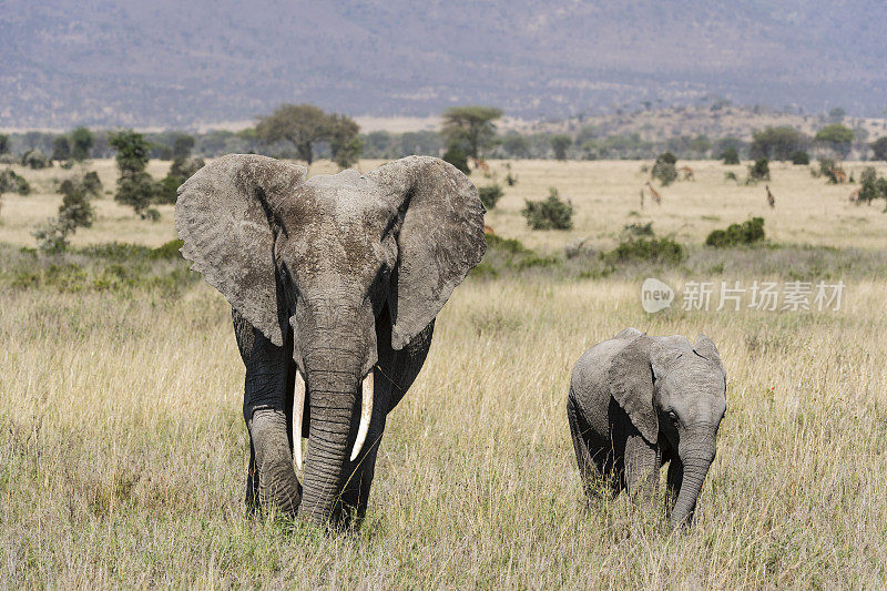 大象，母亲和婴儿走路，loxodonta非洲，坦桑尼亚，非洲