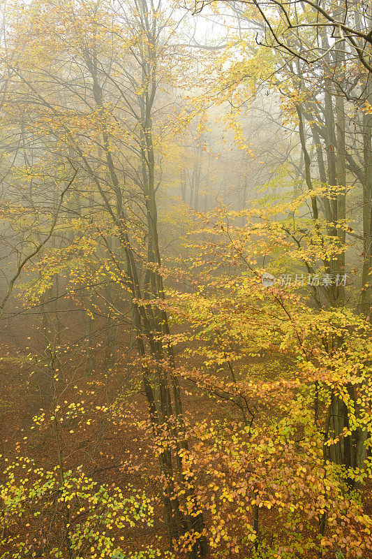 在一个雾蒙蒙的山毛榉森林与秋天的颜色在艾菲尔