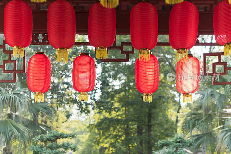 红色的中国灯笼挂在阳光下的树在背后