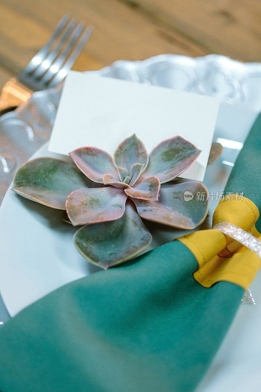 服务、餐具、种植理念。可爱的花，有惊人的颜色淡绿色，在其叶片的边缘有浅粉红色阴影。把这种植物放在盘子上