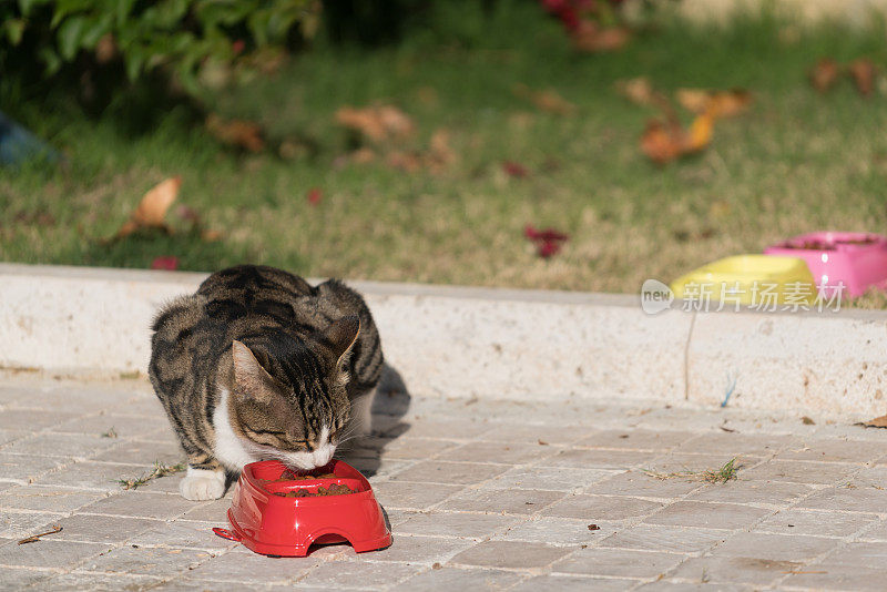 猫在喝水