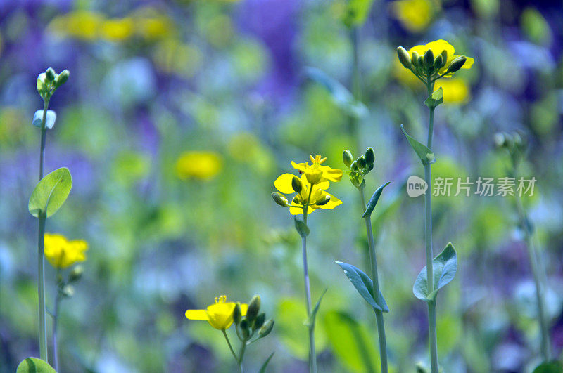 带芽的油菜花