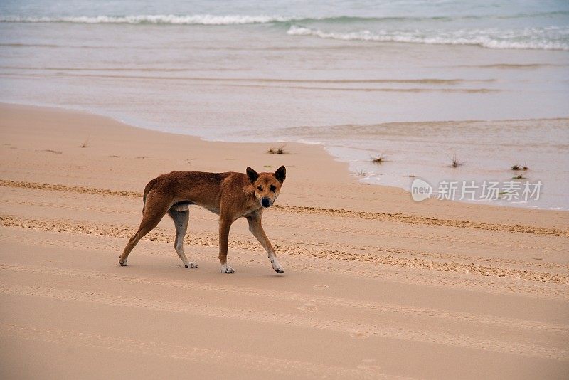 孤独的雄性野狗走在弗雷泽岛的沙滩上