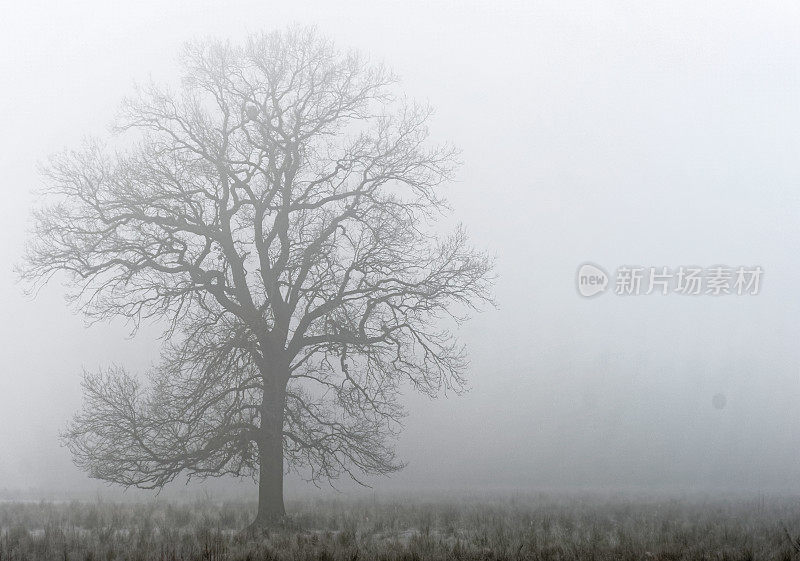 一株落叶树，位于自然保护区湿地草地后的浓雾中