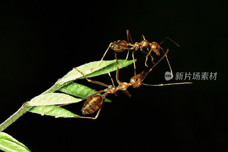 靠近绿色树枝边缘的两只蚂蚁。