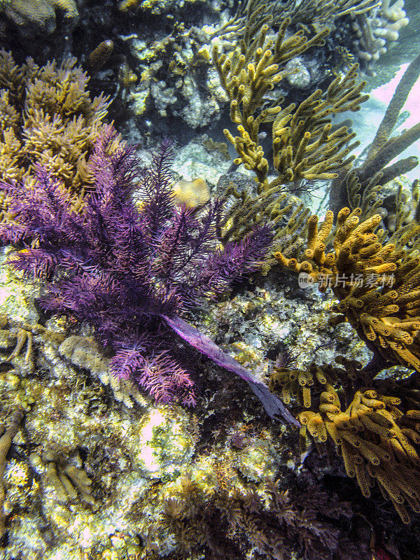 格洛弗的礁珊瑚