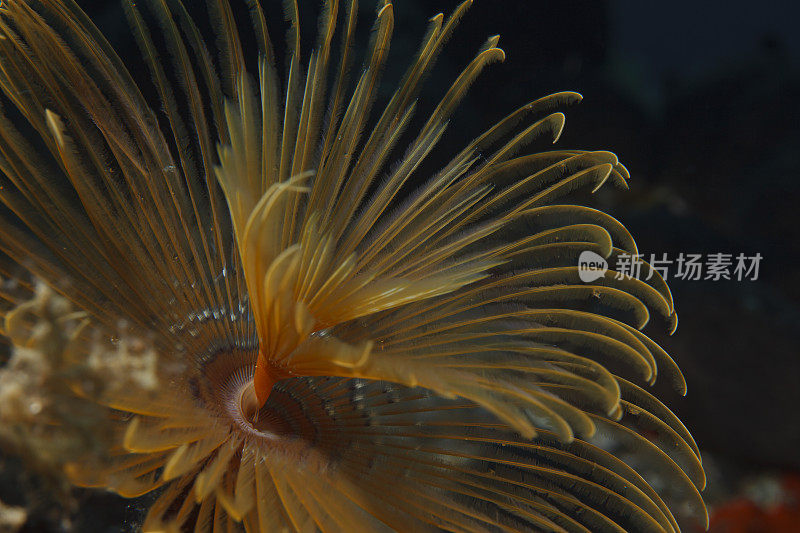 海洋生物螺旋管虫沙贝拉spallanzanii水下之美