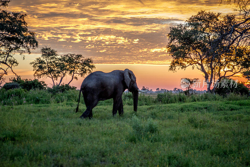 在奥卡万戈三角洲，大象在夕阳下行走。