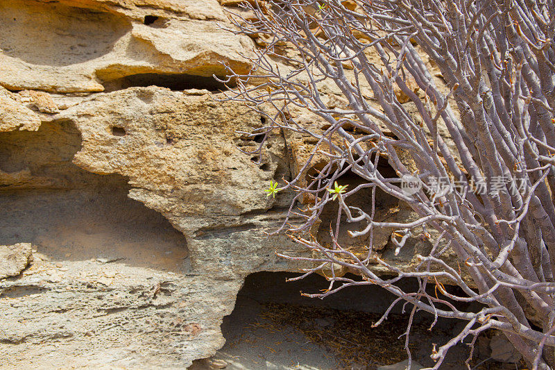 在火山岩石上的Taibaba——大金丝雀