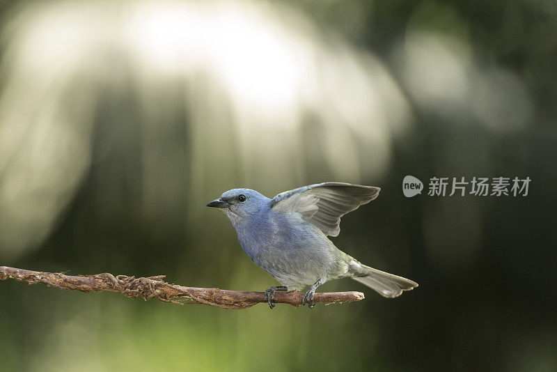 金棱唐纳雀