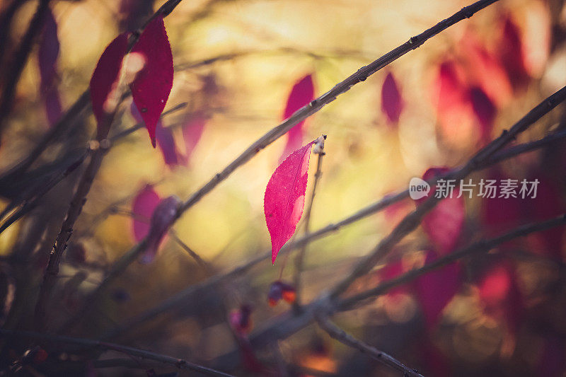 秋叶映衬着缤纷的散景自然背景