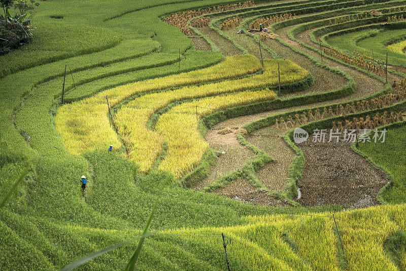 越南河江省黄苏皮美丽的梯田景色。西北高地的稻田成熟了