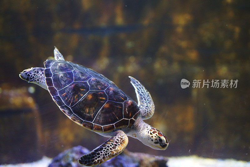 海龟在水下游泳