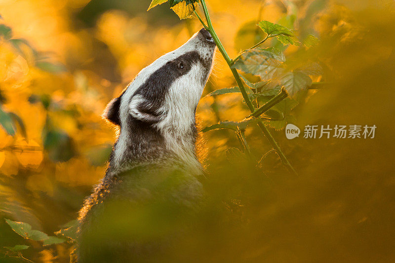 欧洲獾(梅莱斯梅莱斯)