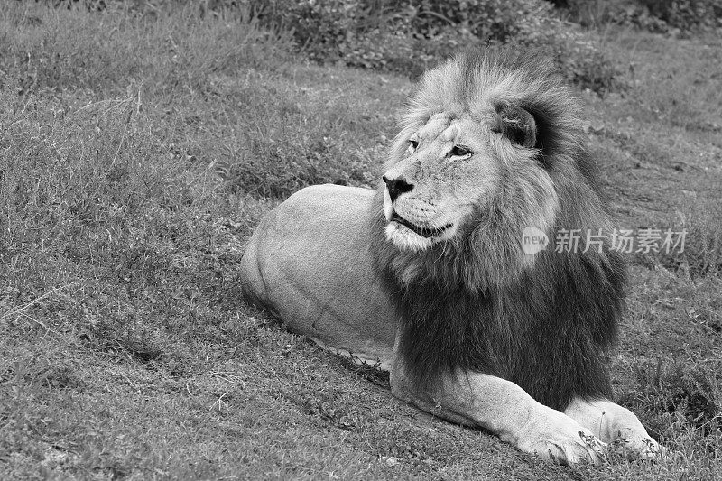 一只雄狮(狮子)躺在野外的地上。这是一张黑白图像。