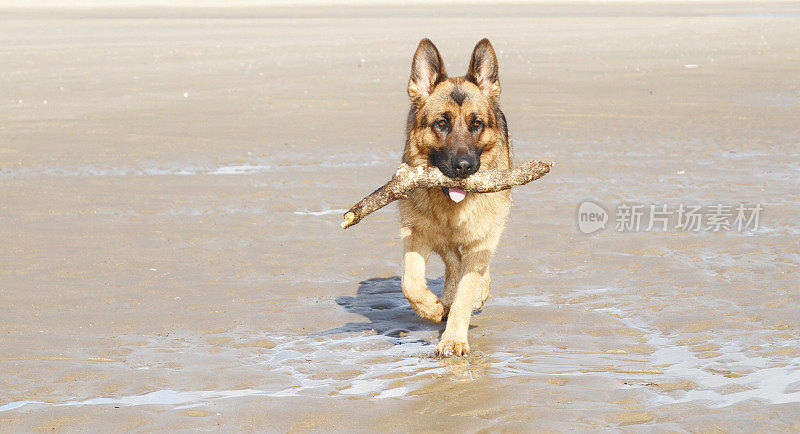 美丽的德国牧羊犬拿着一根棍子在海滩上