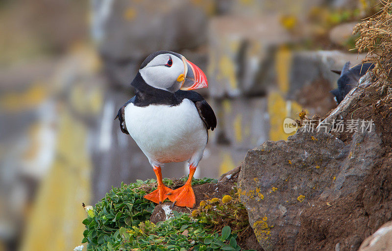 大西洋海雀