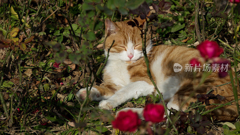 猫在花丛中