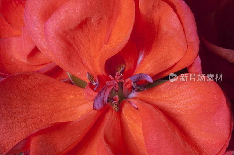 一张红色天竺葵花的花药和柱头的近照