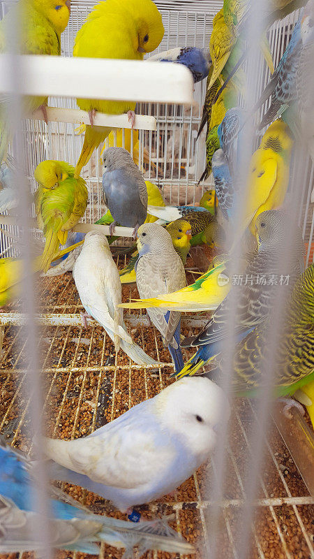 西班牙市场上有许多关在笼子里的虎皮鹦鹉