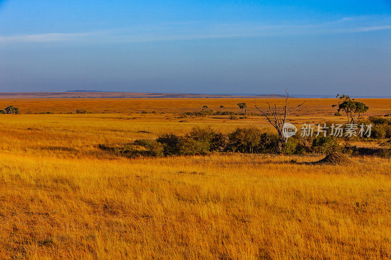 东非肯尼亚的马赛马拉国家保护区，日出时;没有人。