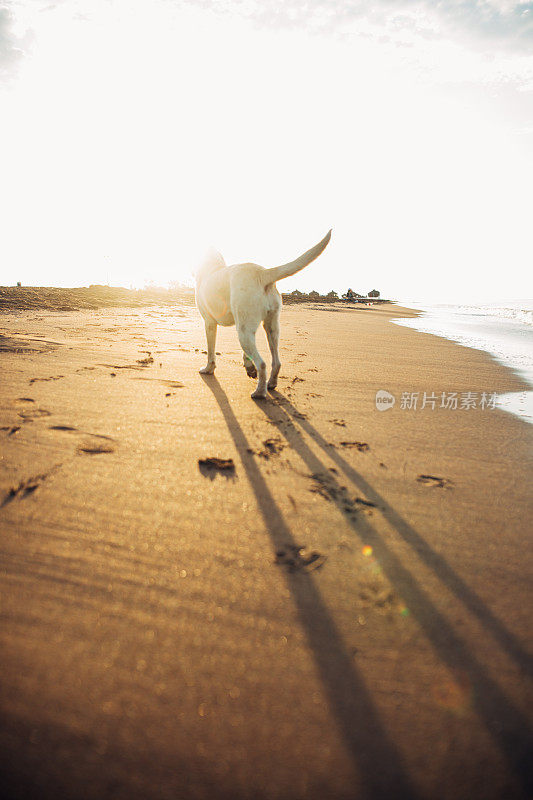 海滩上的狗