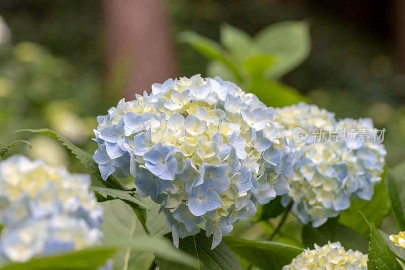 绣球花花