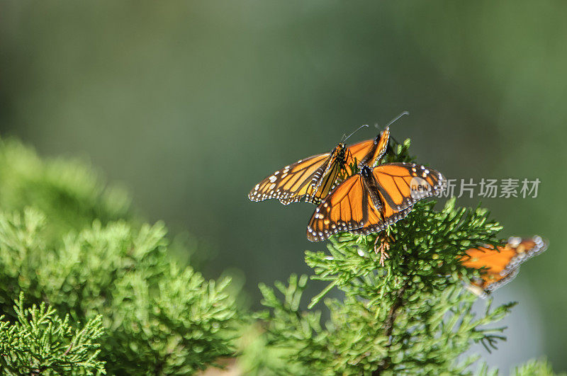 雄性帝王蝶在树枝上的特写