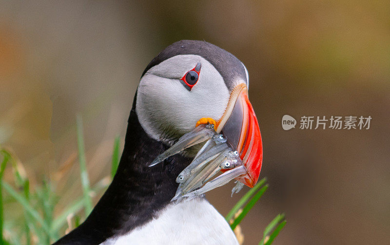 大西洋海雀