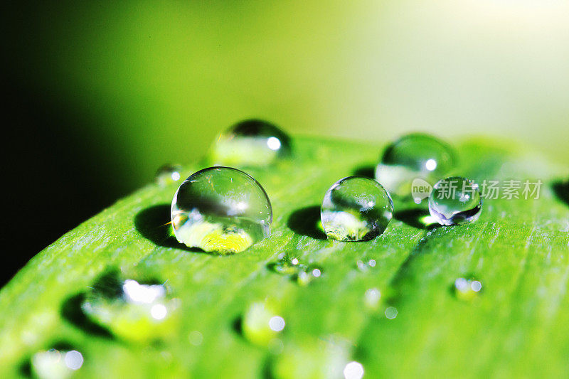 叶子上的雨滴